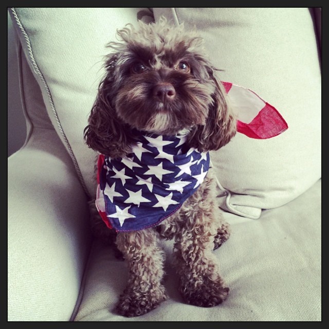 Lindsay Ellingson shared a photo of her dog being patriotic