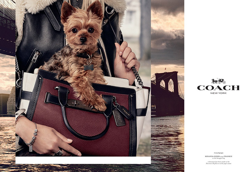 Miranda Kerr's dog, Frankie, for Coach
