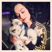 Katy Perry Debuts Purple Hair, See the Images! Katy Perry Debuts Purple Hair, See the Images!