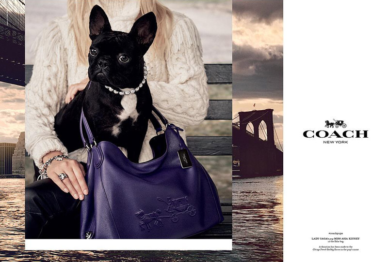 Lady Gaga's dog, Miss Asia Kinney, stars in Coach handbag advertising campaign