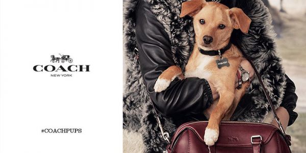 Ariana Grande + Miranda Kerr's Dogs for Coach Pup Campaign