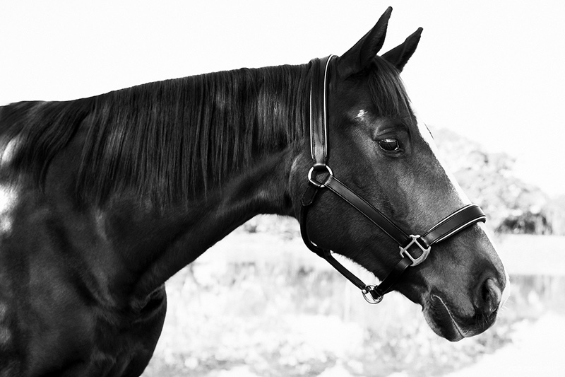 Bradley the Horse. Photo: Sam Bisso