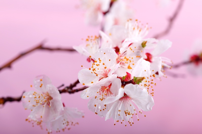 Pink Flowers on Branch