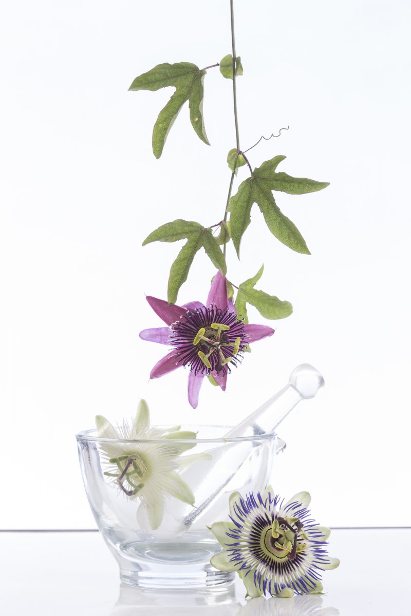 Passion Flower