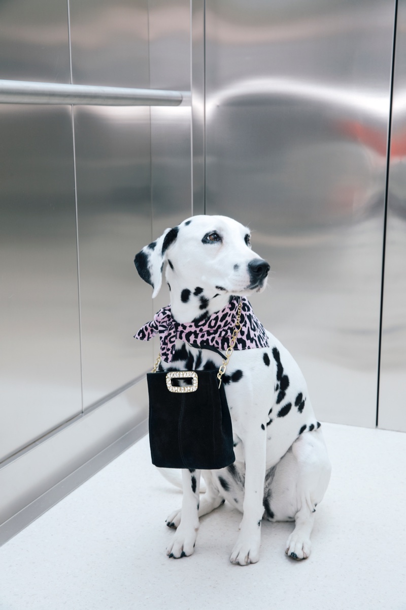 Dogs take the spotlight in Maje fall-winter 2019 campaign