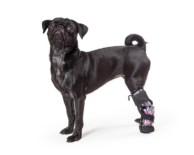 Black Pug Dog Leg Brace