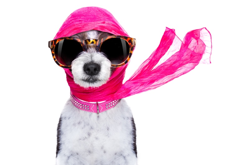 Chic Dog Sunglasses Headscarf Pink Collar