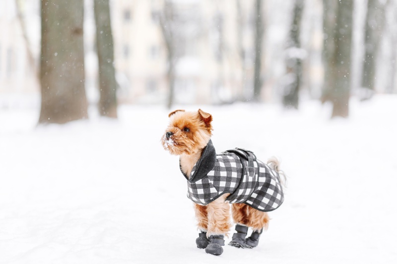 Dog Walking Outdoors Snow Boots Jacket