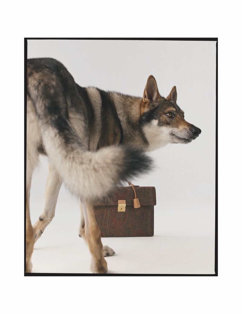 Wolf for Etro fall-winter 2020 campaign.