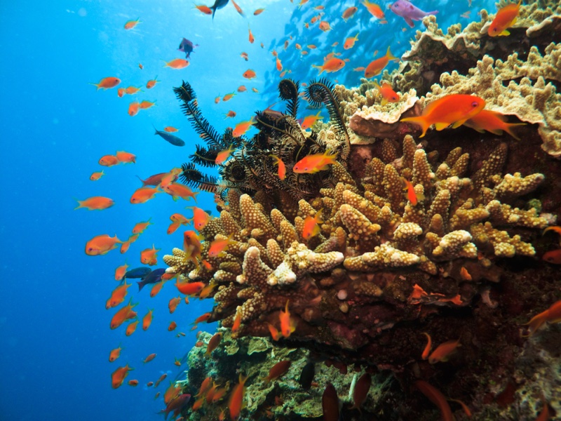 Australia Barrier Reef Fish Ocean