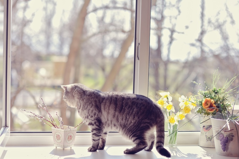 Cat Window Grey Plants