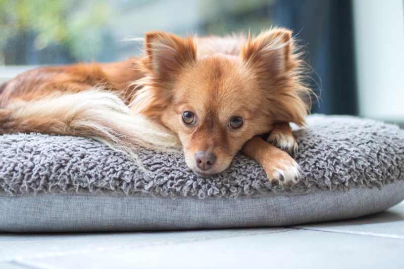 Dog Long Hair Dogbed