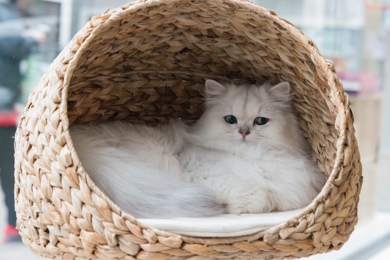 White Cat basket Bed