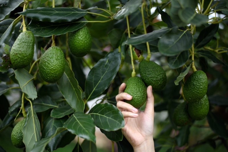 Hand Woman Holding Avocado Vine