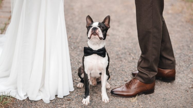 Dog Wedding Bow-tie