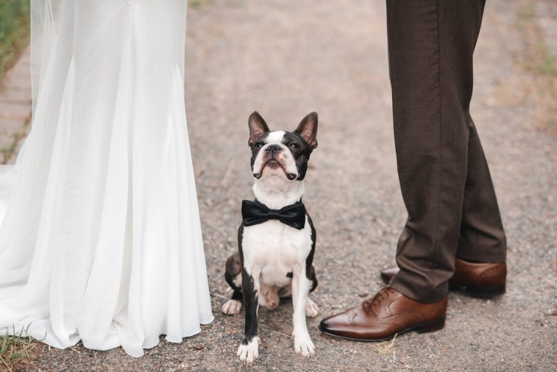 Dog bow discount tie wedding