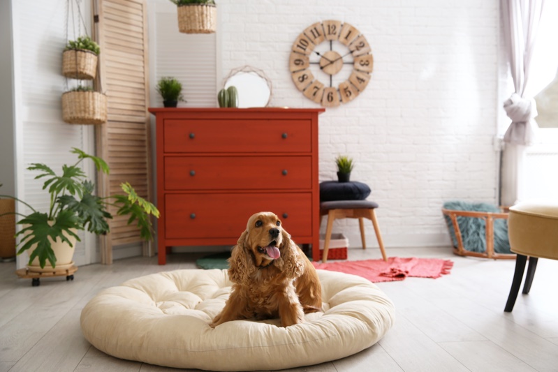 Dog Pet Bed Stylish Room Home