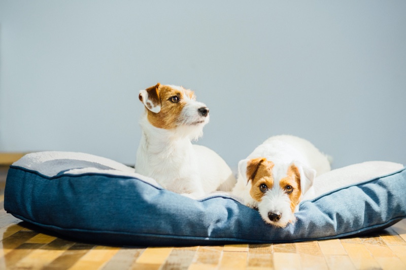 Jack Russell Terriers Dog Bed