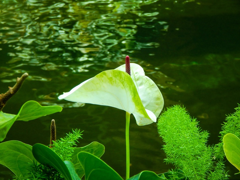 White Anthurium at Gaylord Opryland Resort Nashville Tennessee