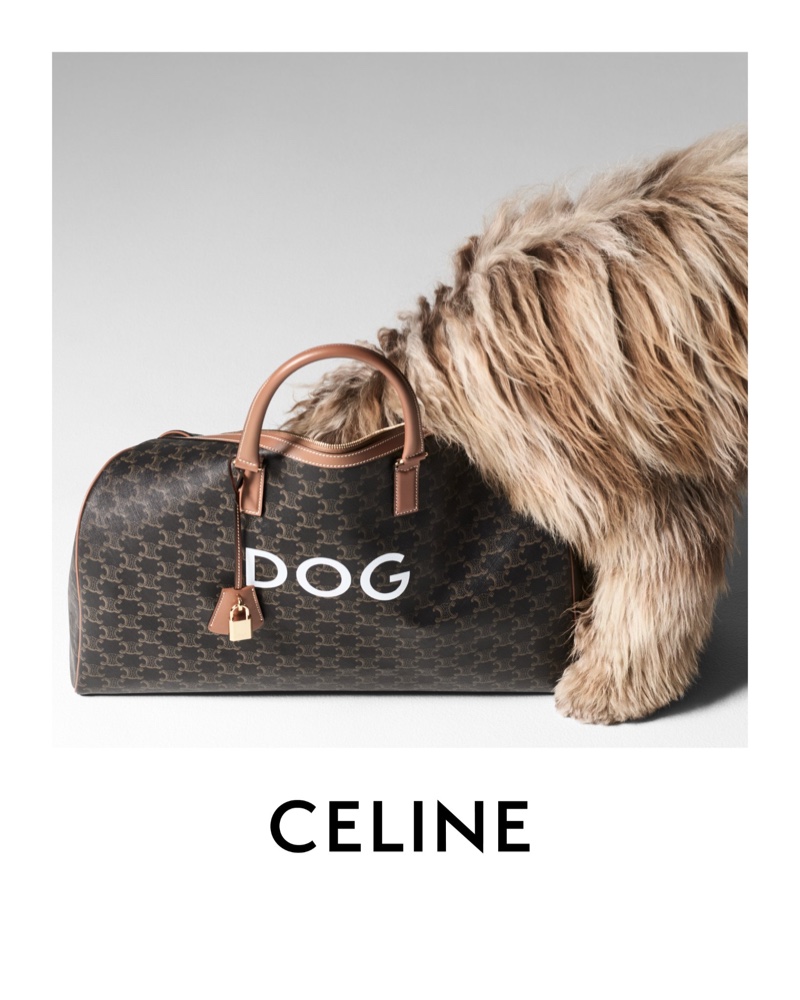 Celine launches saddlery and dog accessories collection.