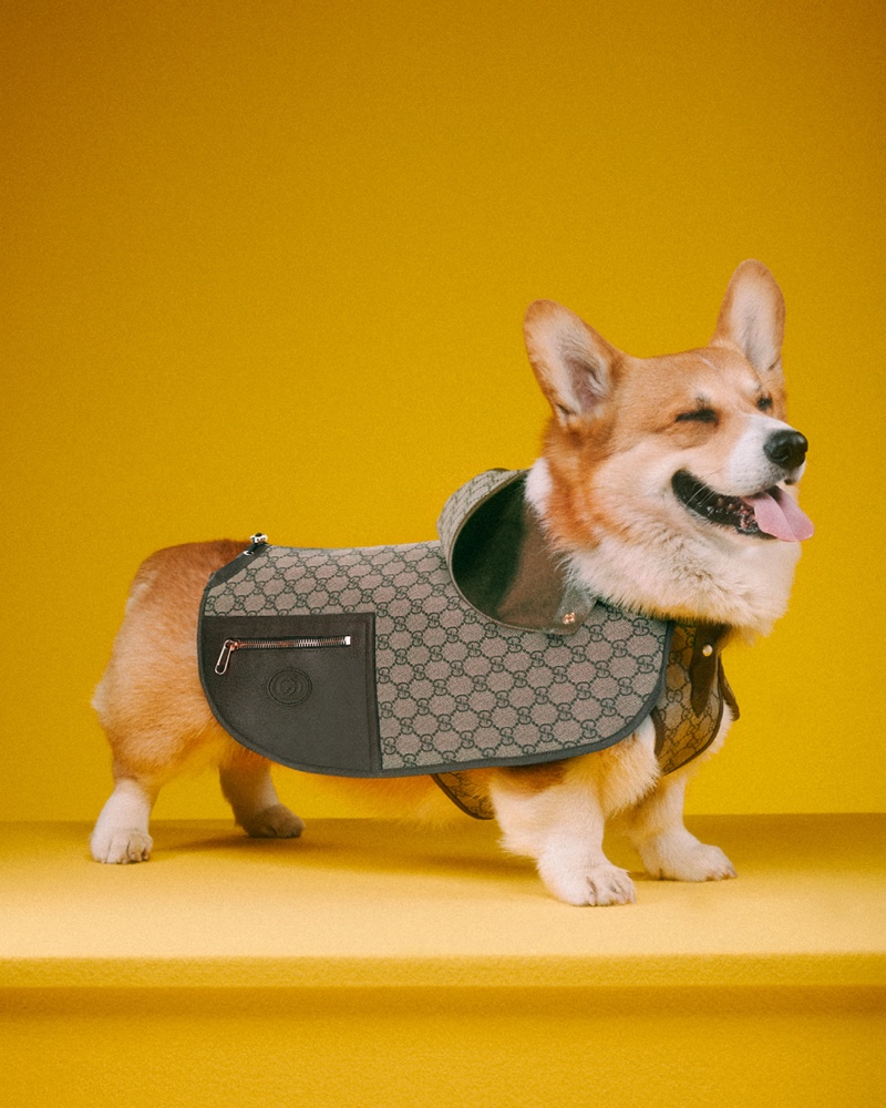 Gucci Pet Collection Dog Vest