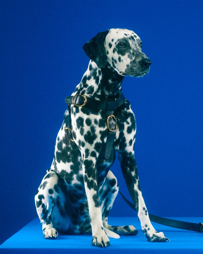 Meet the Dogs of Gucci's New Campaign