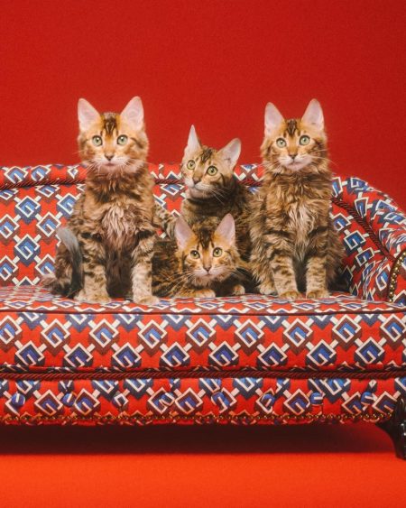 So Cute! See the Gucci Pet Collection Cats Gucci Pet Bed