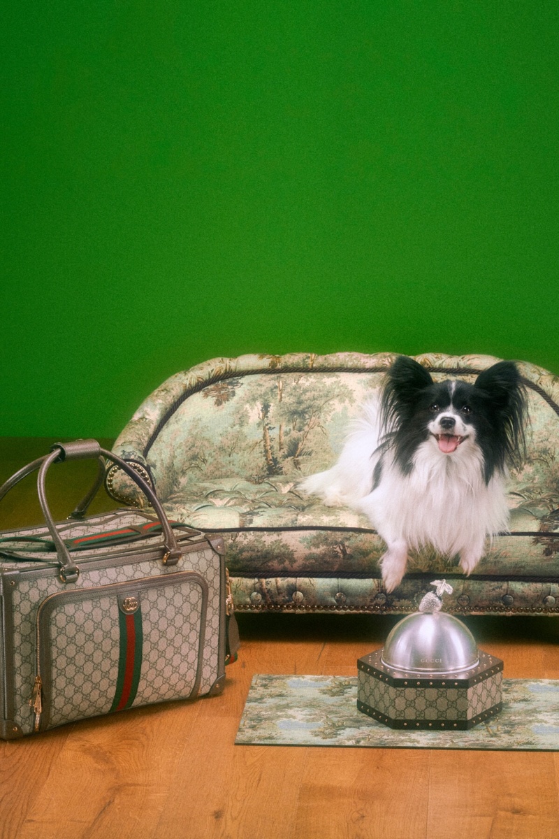 Gucci Pet Collection: The Luxury Brand Unveils New Line For Pets