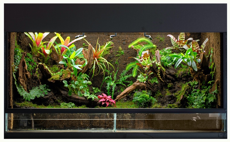 Rain Forest Paludarium