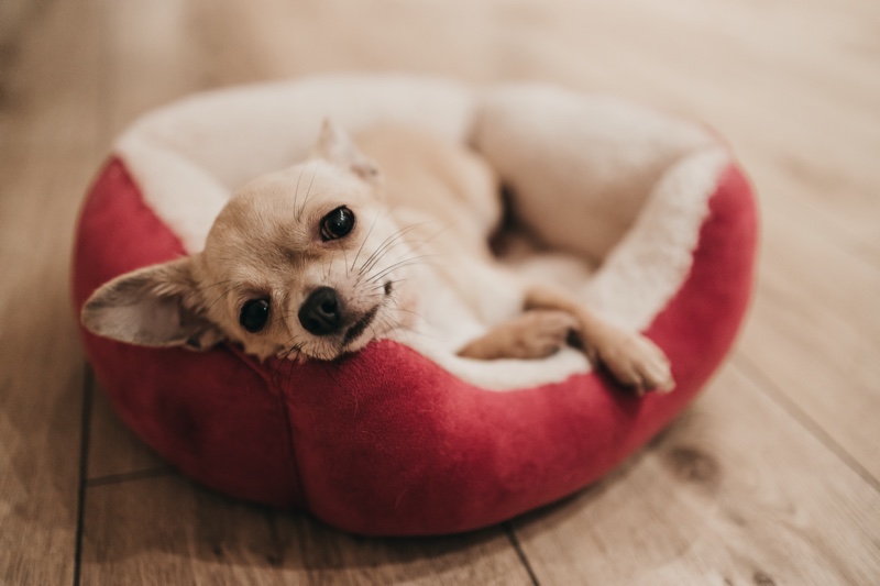 Chihuahua Relaxing Dog Bed