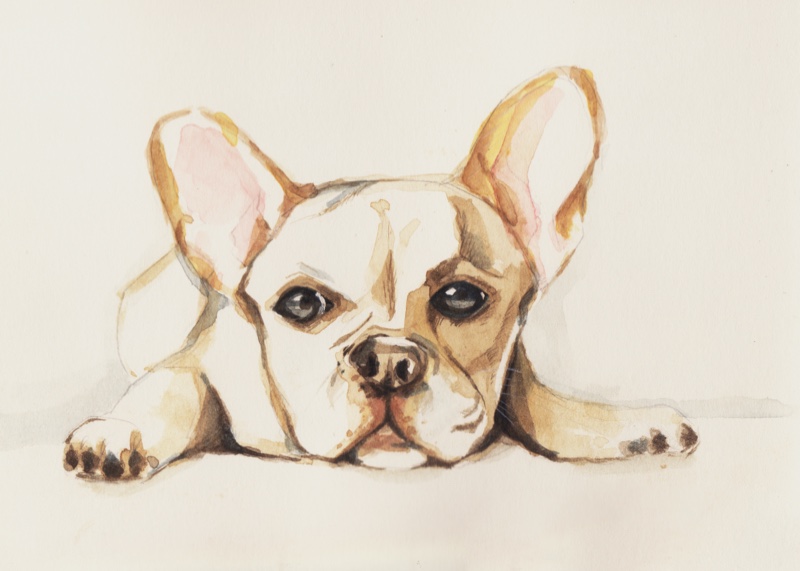 Painting French Bull Dog