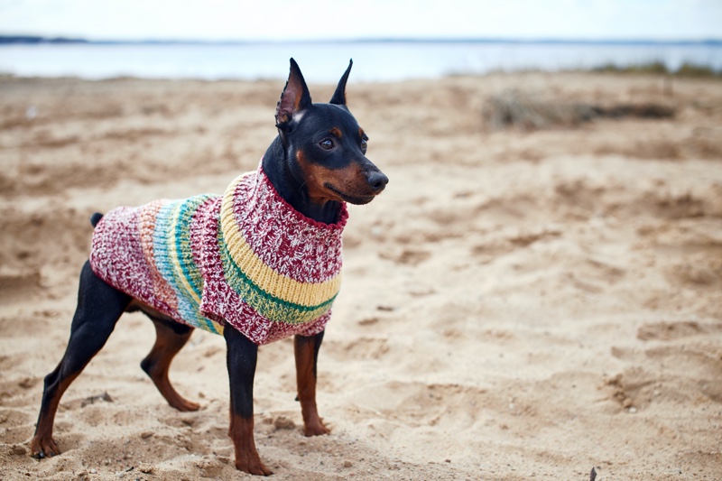 Small Dog Wearing Sweater Beach