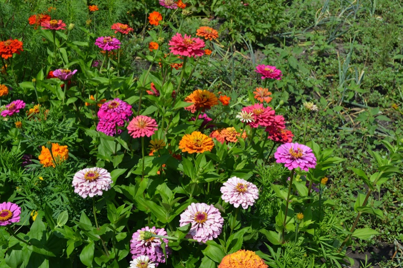 Colorful Flowers